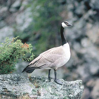  Canada Goose 