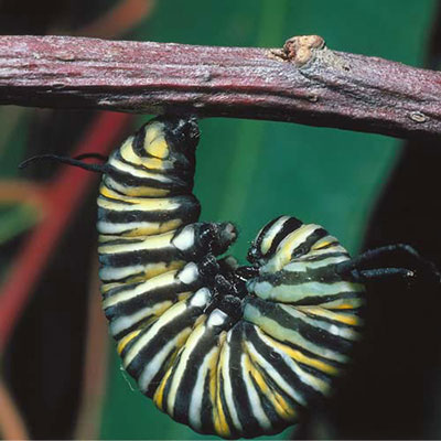 Caterpillar