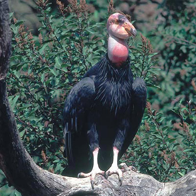 Condor