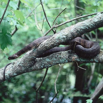 Cottonmouth