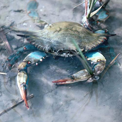 Crab
