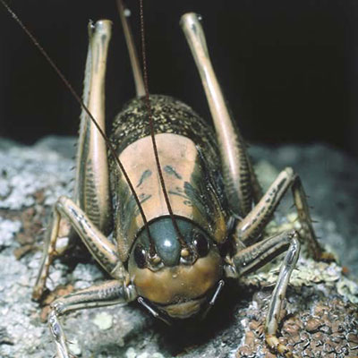 Cricket 