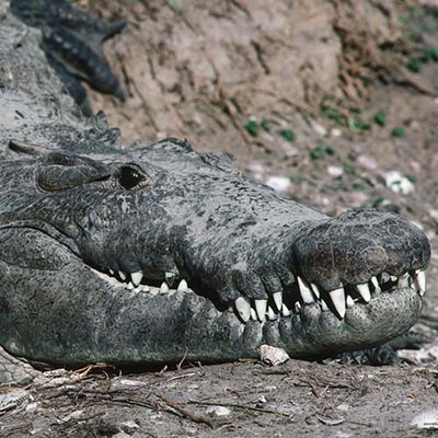 Crocodile