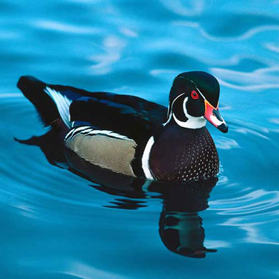 Duck