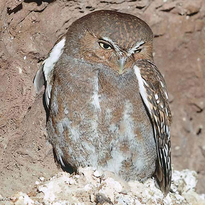 Elf Owl