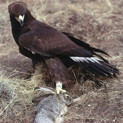 Golden Eagle