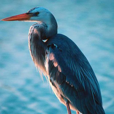 Heron