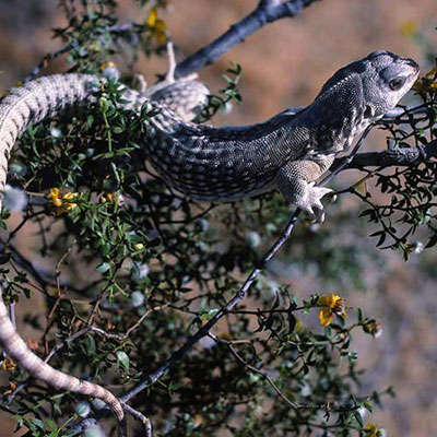 Iguana