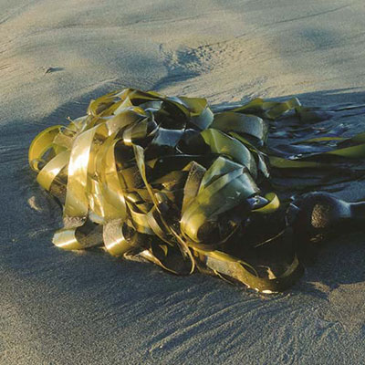 Kelp