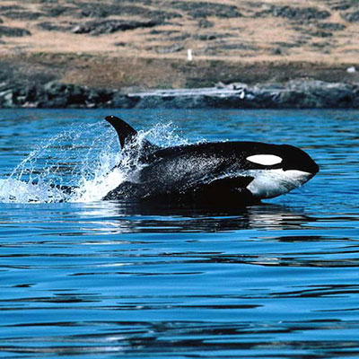 Killer Whale