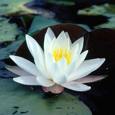 Lily