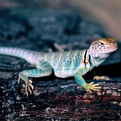 Lizard