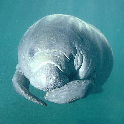 Manatee 