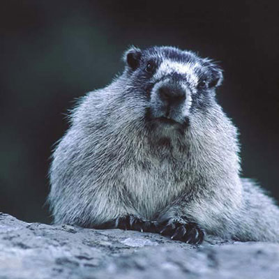 Marmot