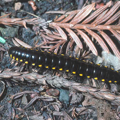 Millipede