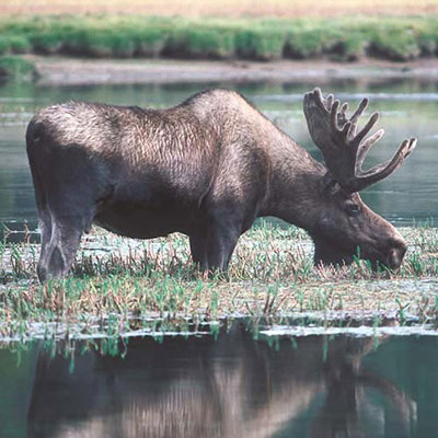 Moose