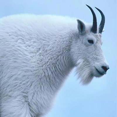 Mountain Goat
