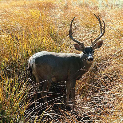 Mule Deer