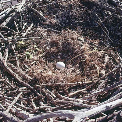 Nest
