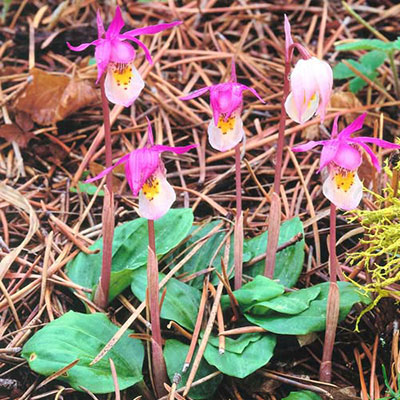 Orchid