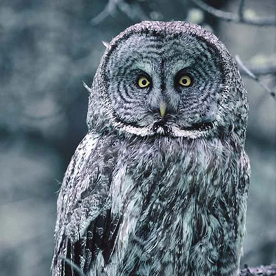  Owl 