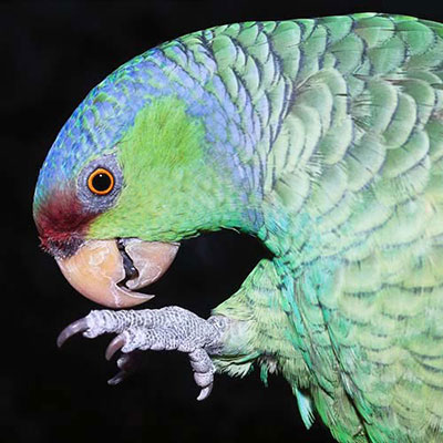Parrot