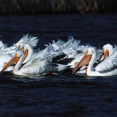 Pelicans