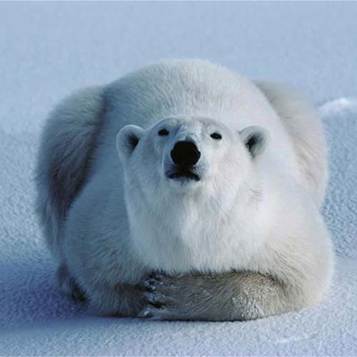 Polar Bear