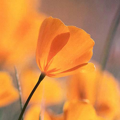  Poppy 