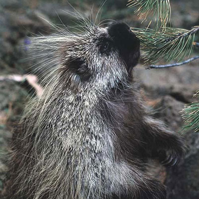 Porcupine