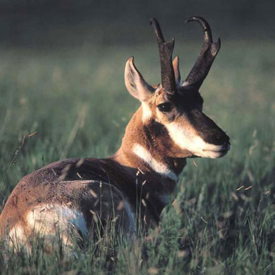 Pronghorn