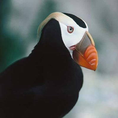 Puffin