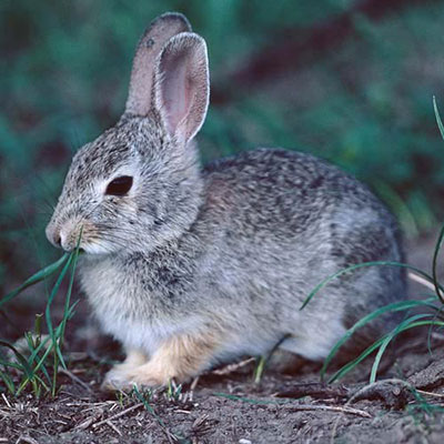 Rabbit