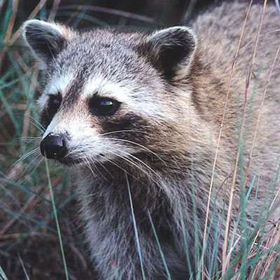 Raccoon