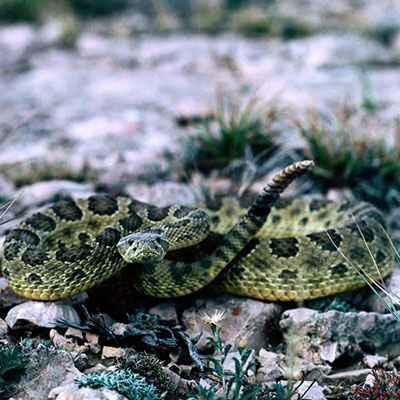 Rattlesnake