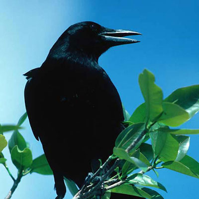 Raven