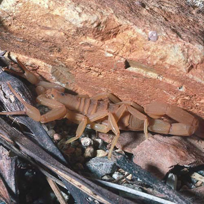 Scorpion