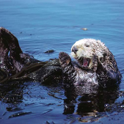 Sea Otter