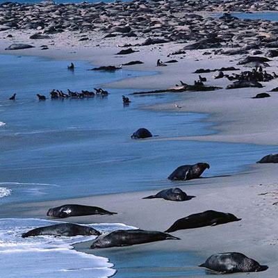  Seals 