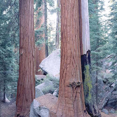 Sequoia 