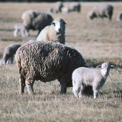 Sheep