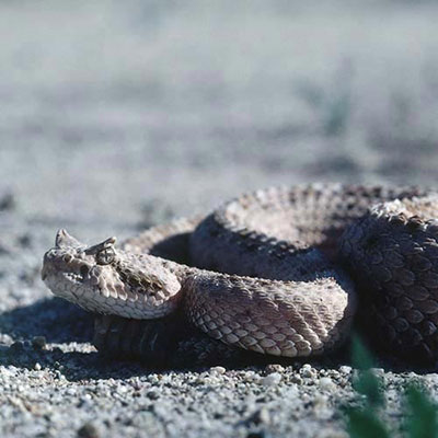  Sidewinder 