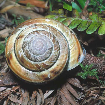 Snail