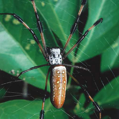 Spider