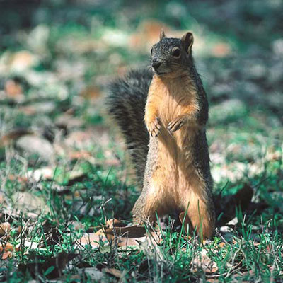 Squirrel