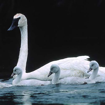 Swan
