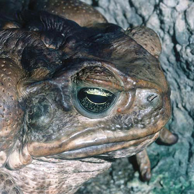  Toad 