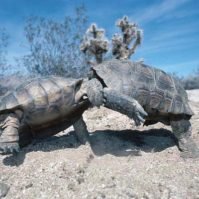 Tortoises