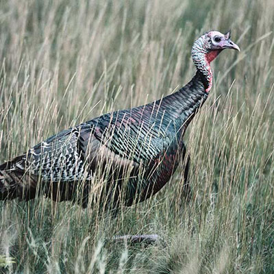 Turkey