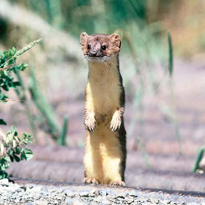 Weasel
